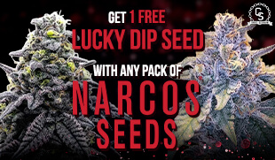 Narcos Seeds Lucky Dip