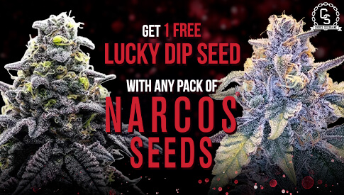 Narcos Seeds Lucky Dip