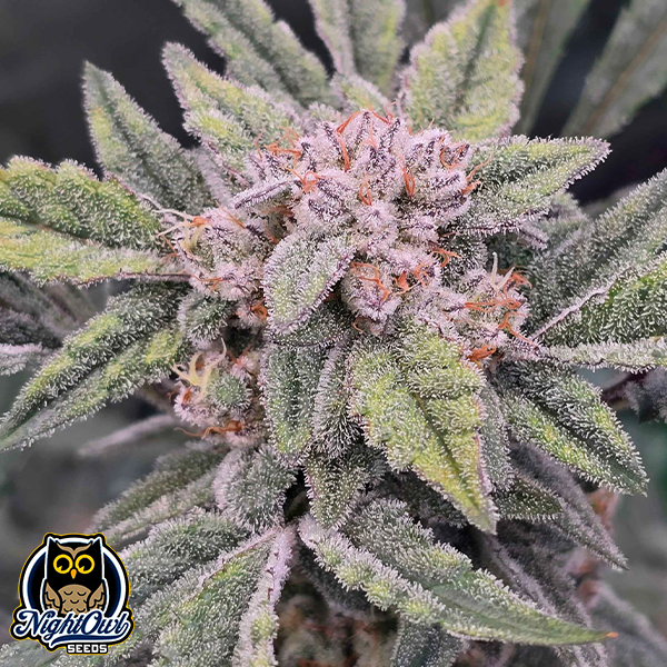 Night Owl Seeds 91 Bananas Auto