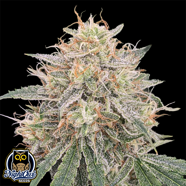 Night Owl Seeds Banana Isle Auto