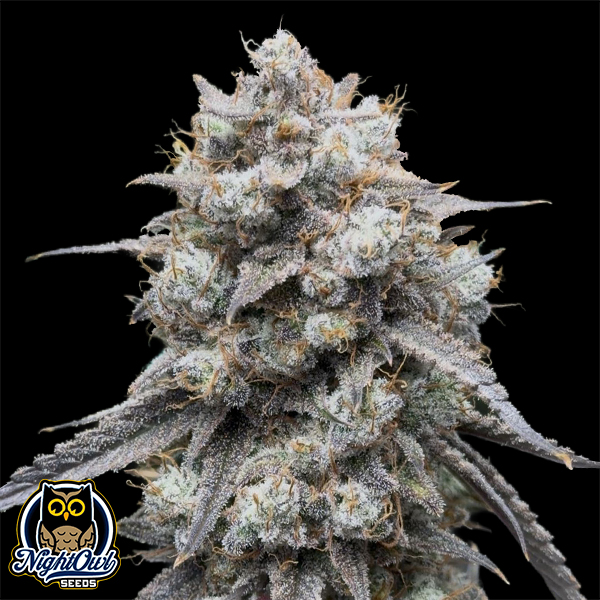 Night Owl Seeds Banana Milk & Qookies Auto