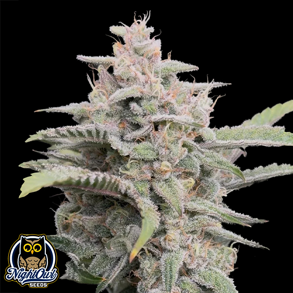 Night Owl Seeds Banana OG F4 Auto