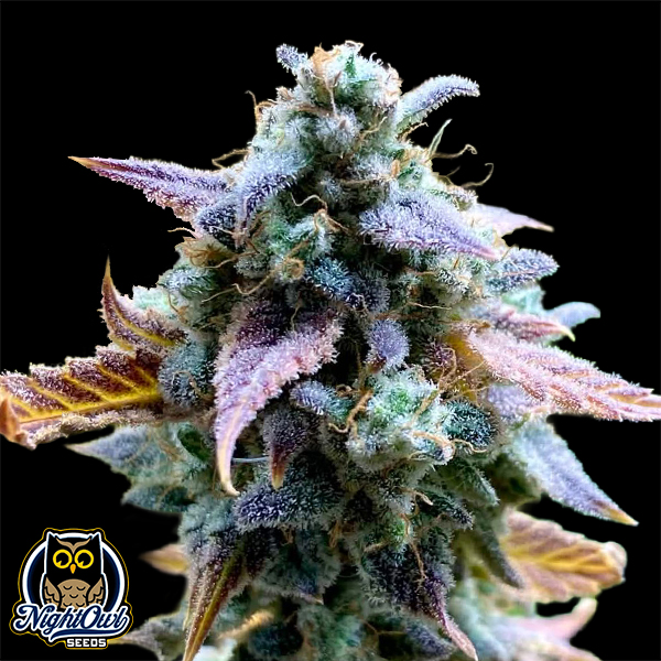 Night Owl Seeds Bruce Bananas Auto
