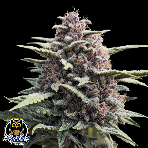 Night Owl Seeds Crinkled Cookie F4 Auto