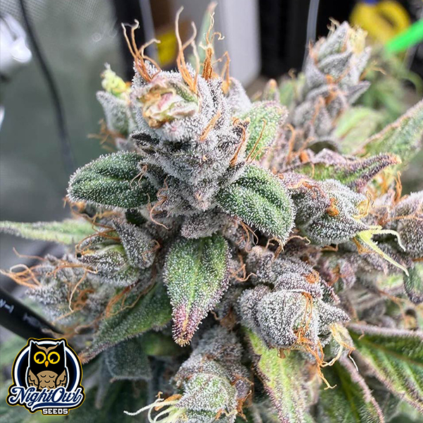 Night Owl Seeds Deja Blue Auto