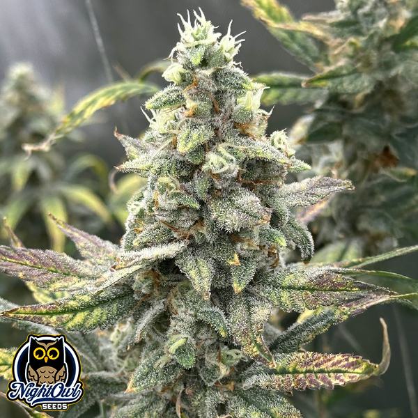 Night Owl Seeds Grape Deebo F4 Auto
