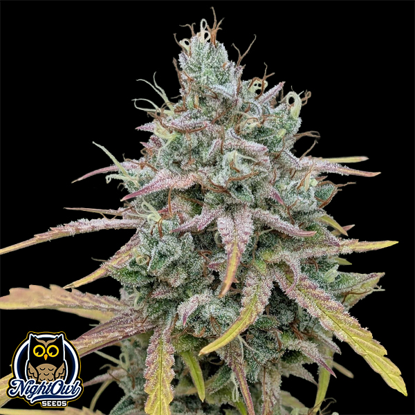 Night Owl Seeds Harvey Wallbanger Auto