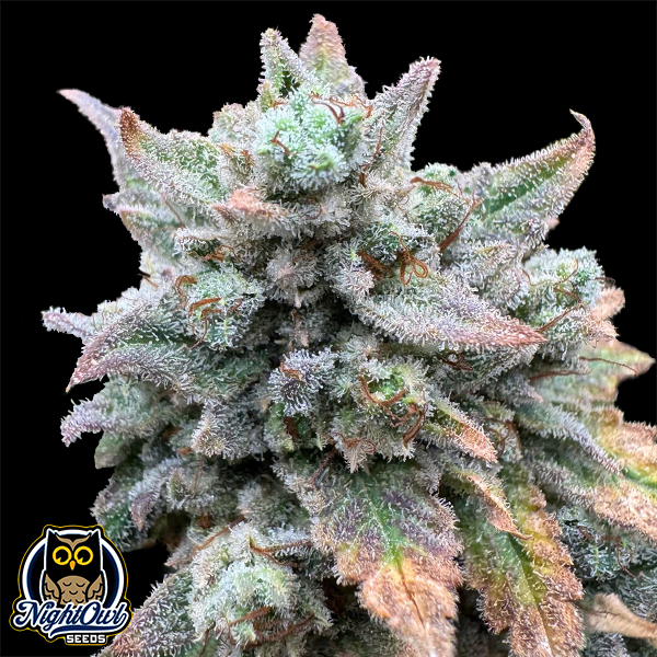 Night Owl Seeds Magicians Alliance Auto