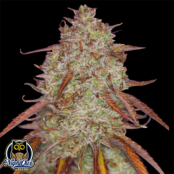 Night Owl Seeds Mulberry F3 Auto
