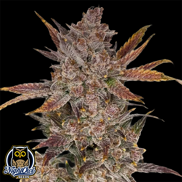 Night Owl Seeds Purple Banana Popesicle Auto