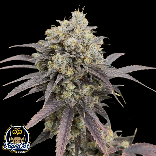 Night Owl Seeds Queens Banner Auto