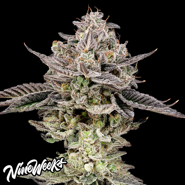 Nine Weeks Harvest Gary Patron