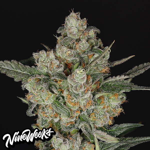 Nine Weeks Harvest Jackfroot