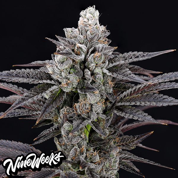 Nine Weeks Harvest Mylar Blues