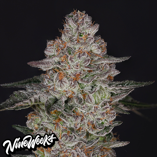 Nine Weeks Harvest Tropiburger