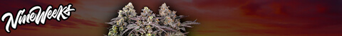 Nine Weeks Harvest