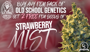 Old School Genetics Strawberry Mist Promo