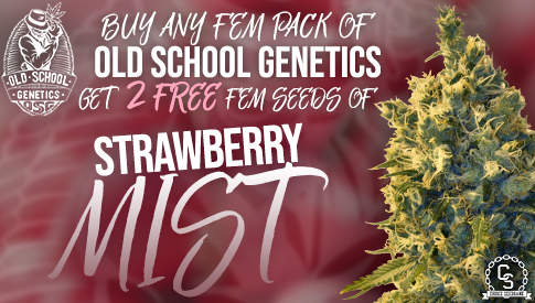 Old School Genetics Strawberry Mist Promo
