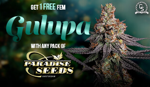 Paradise Seeds Gulupa