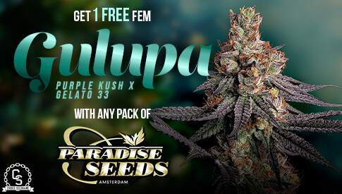 Paradise Seeds Gulupa
