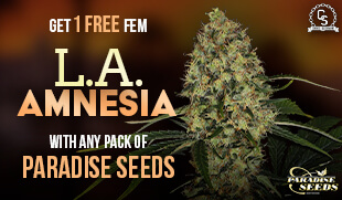 Paradise Seeds La Amnesia