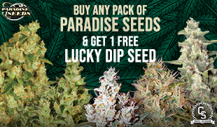 Paradise Seeds Lucky Dip