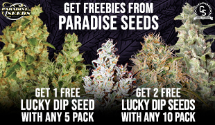 Paradise Seeds Lucky Dip 2