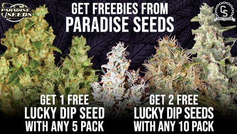 Paradise Seeds Lucky Dip 2