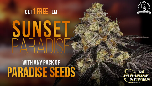 Paradise Seeds Sunset Paradise