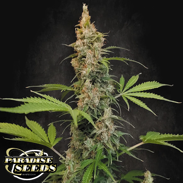 Paradise Seeds Pandora Autoflowering Seeds