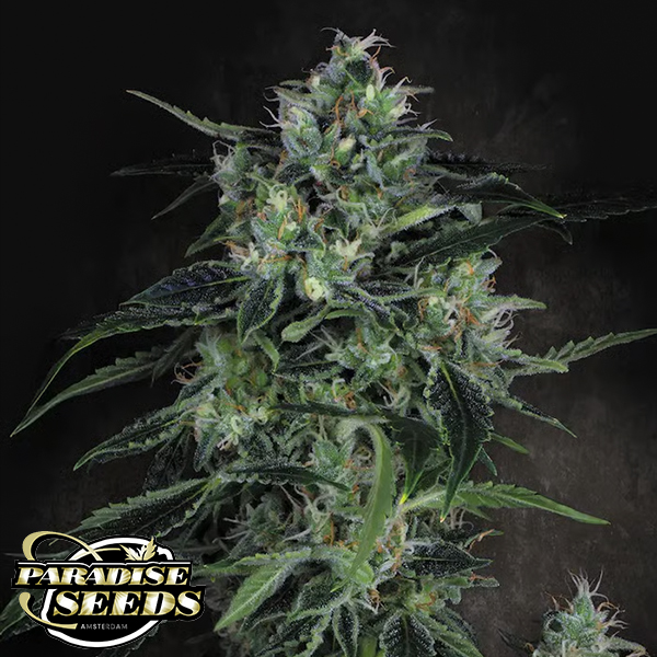 Paradise Seeds AUTO Whiteberry