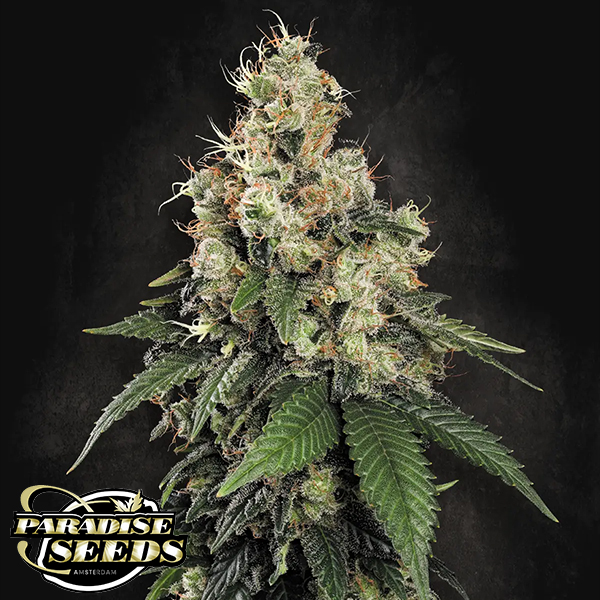 Paradise Seeds Allkush