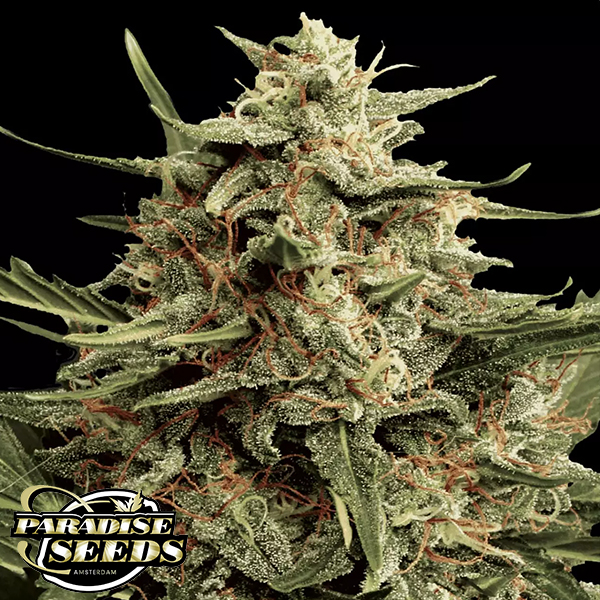 Paradise Seeds Automaria II