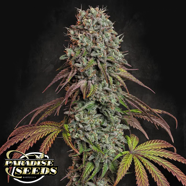 Paradise Seeds Blue Gem
