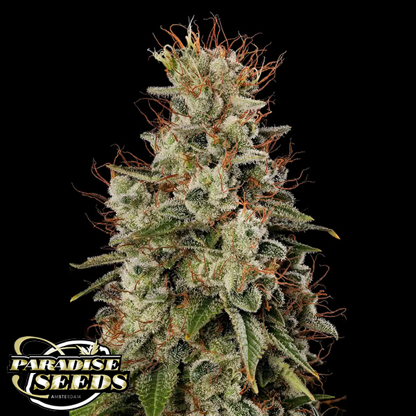 Paradise Seeds Dutch Dragon