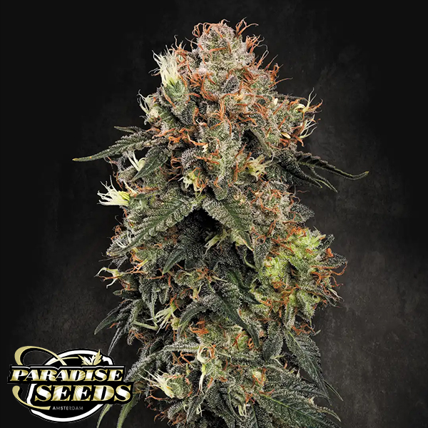 Paradise Seeds Dutch Kush