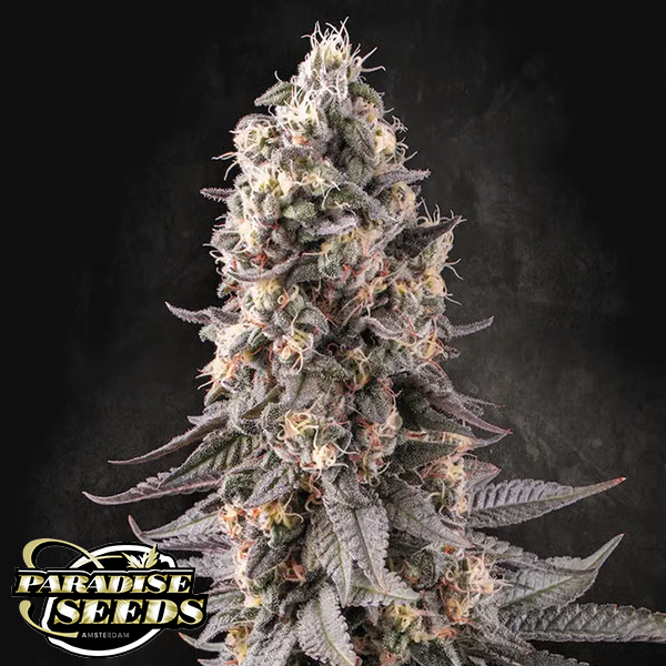Paradise Seeds El Dorado OG