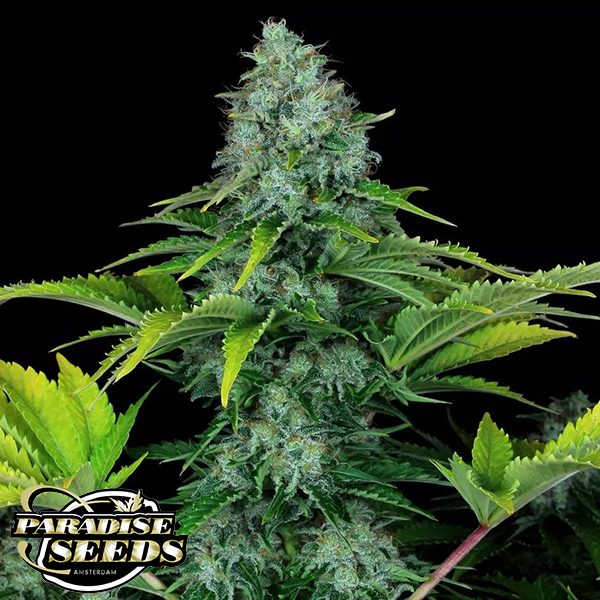 Paradise Seeds Ice Cream
