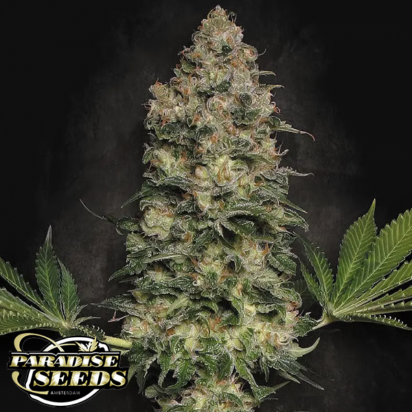 Paradise Seeds Jacky White