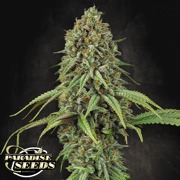 Paradise Seeds Momo
