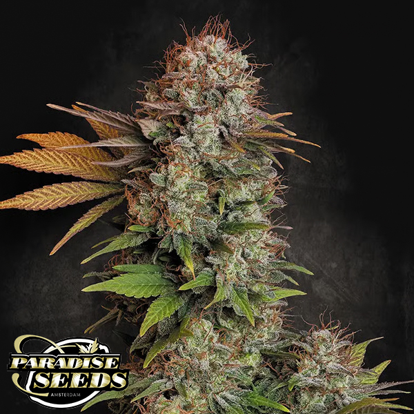 Paradise Seeds Nebula