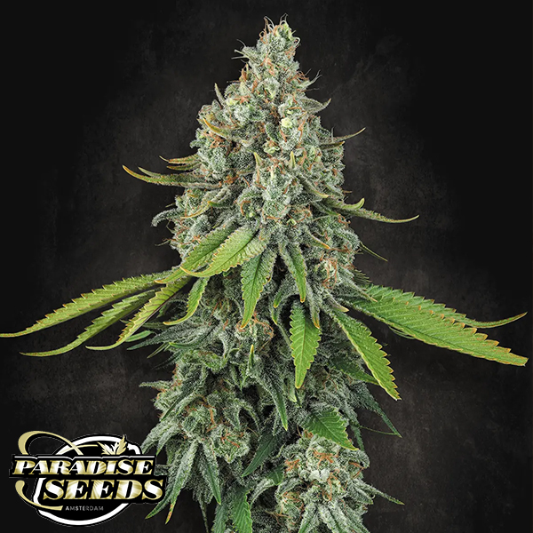 Paradise Seeds Opium