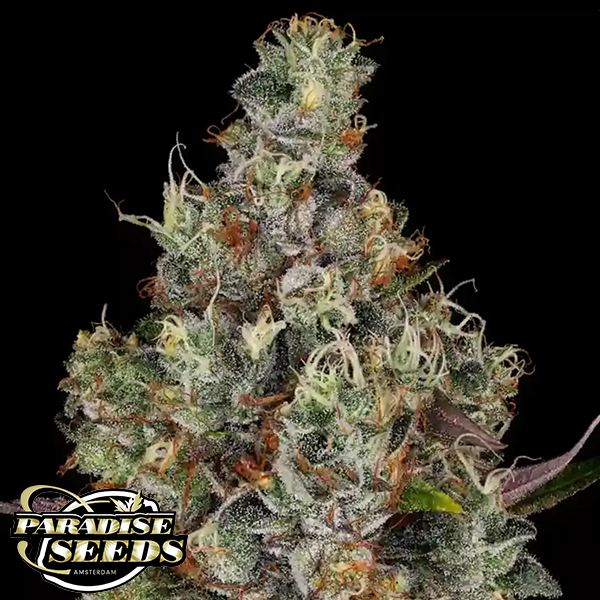 Paradise Seeds Rainbow Road