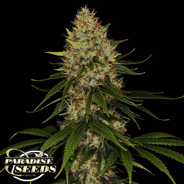 Paradise Seeds Space Cookies