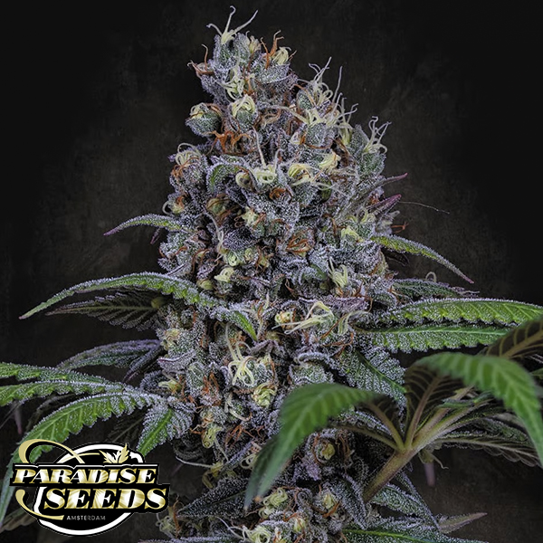 Paradise Seeds Sweetopia
