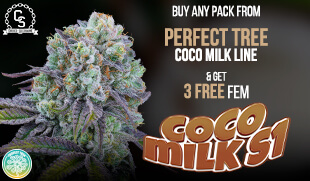 Perfect Tree Coco Milk S1