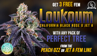 Perfect Tree Loukoum