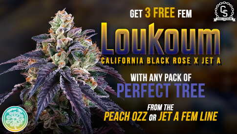 Perfect Tree Loukoum