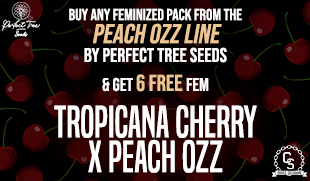 Perfect Tree Tropicana Cherry X Peach Ozz