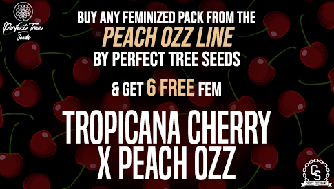 Perfect Tree Tropicana Cherry X Peach Ozz
